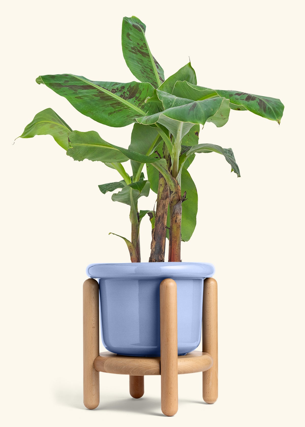 Banana Tree, Large