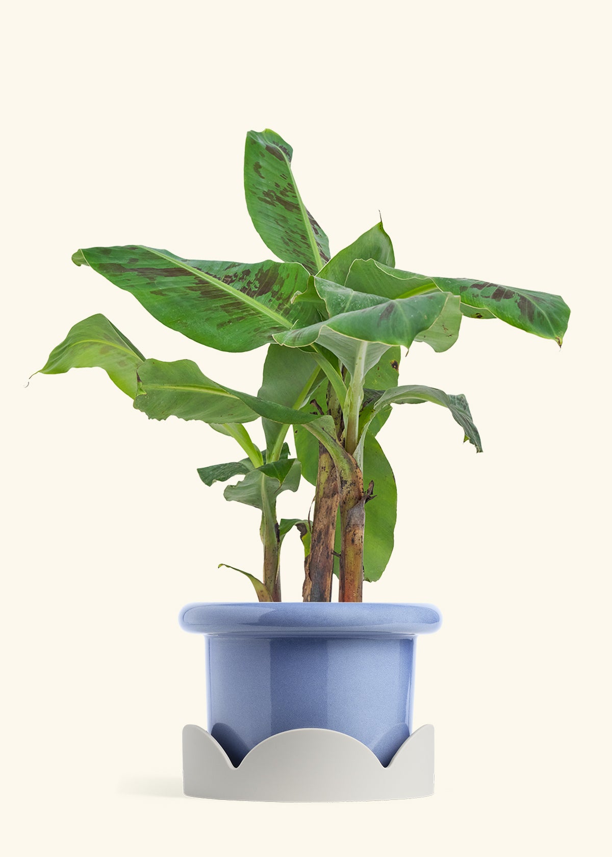 Banana Tree, Large