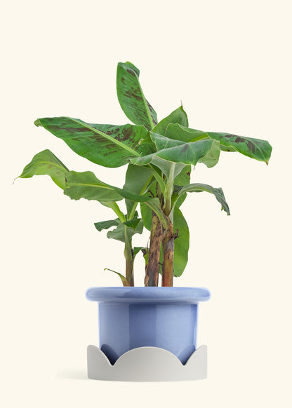 Banana Tree, Large
