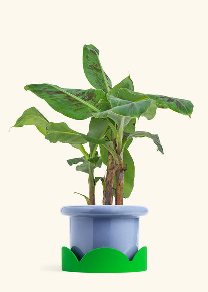 Banana Tree, Large