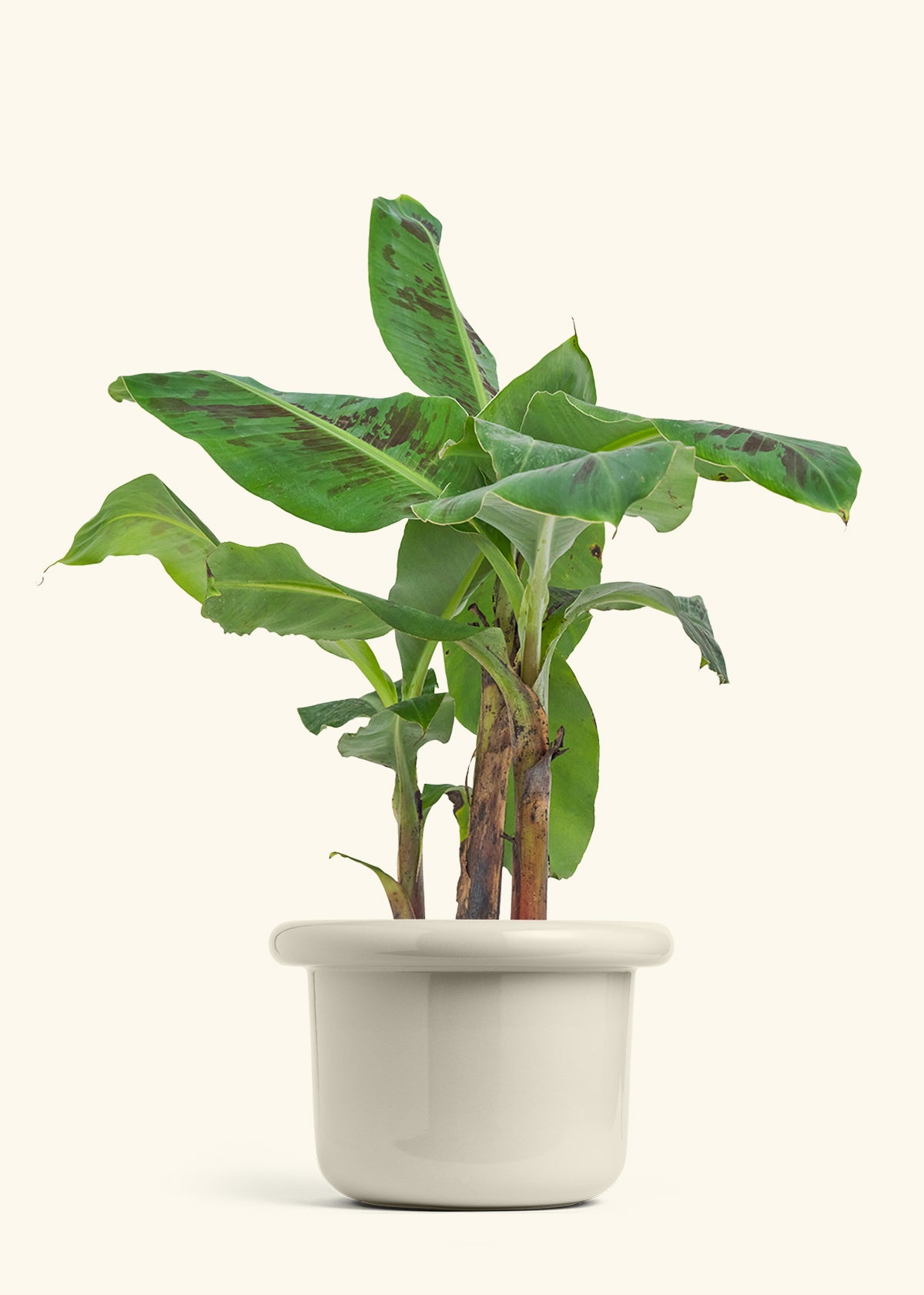 Banana Tree, Large