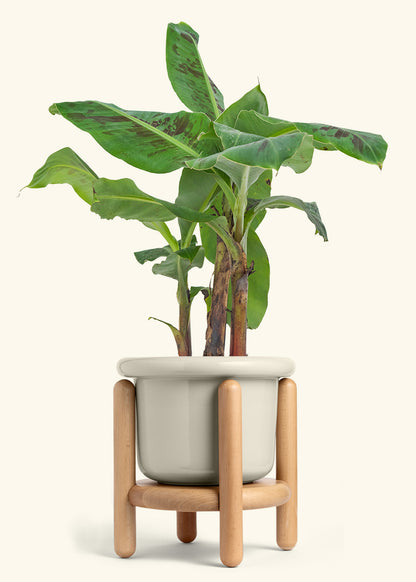 Banana Tree, Large