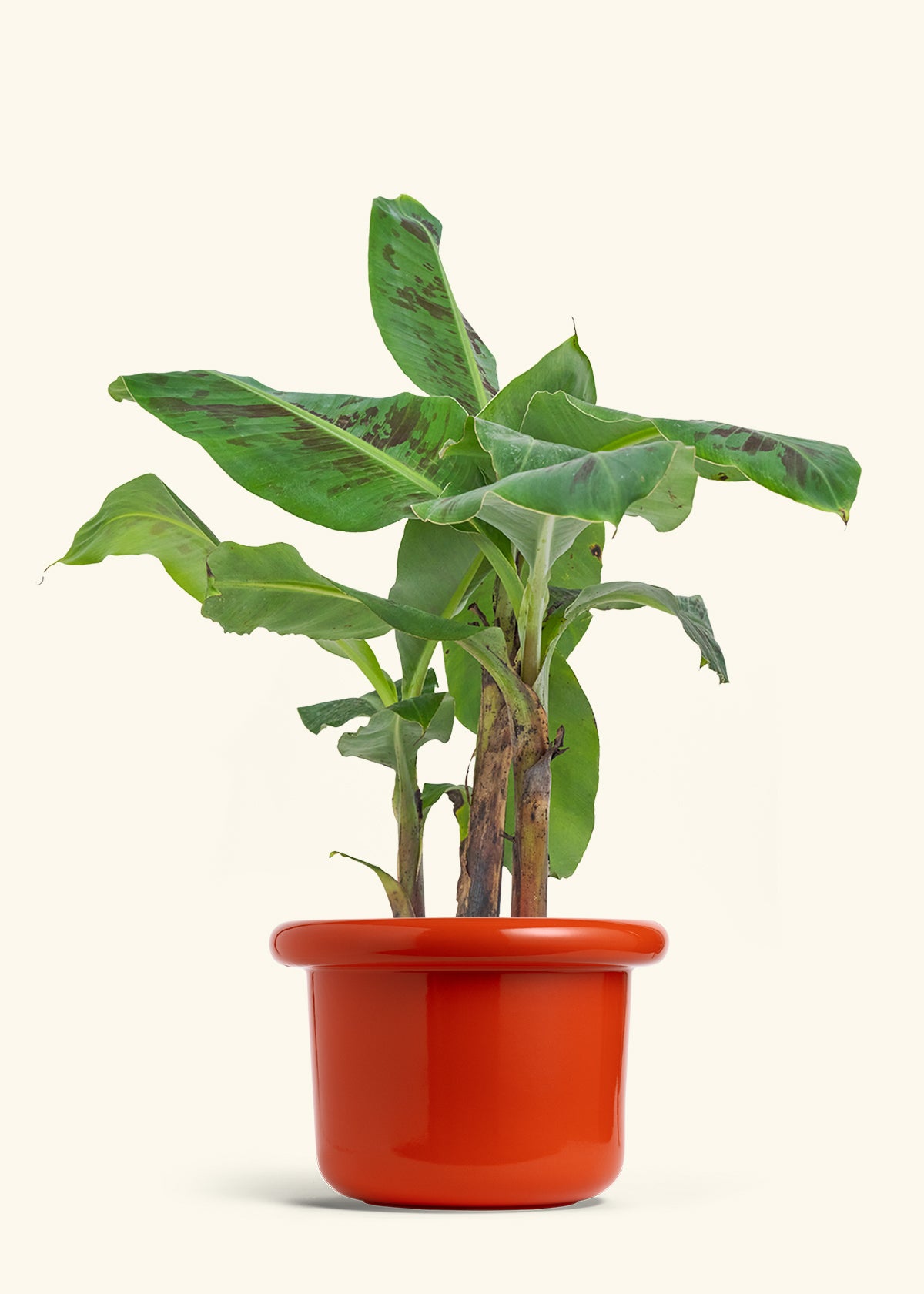 Banana Tree, Large