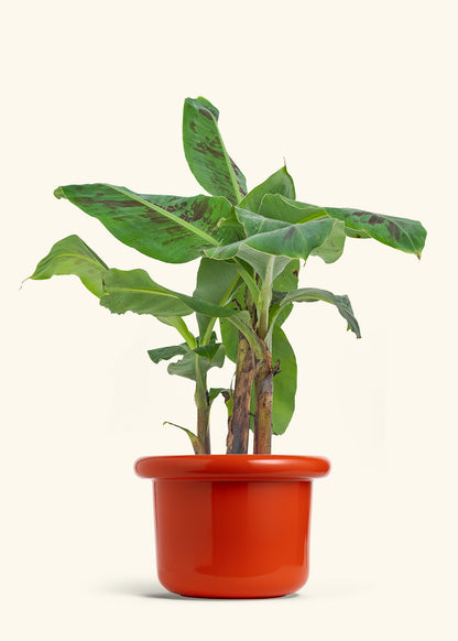 Banana Tree, Large