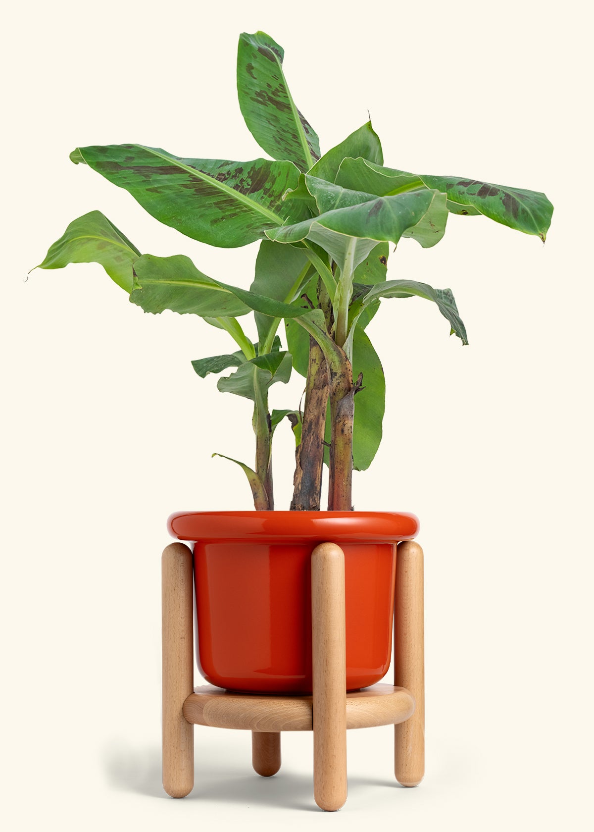 Banana Tree, Large