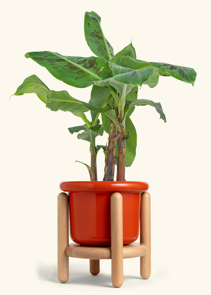 Banana Tree, Large