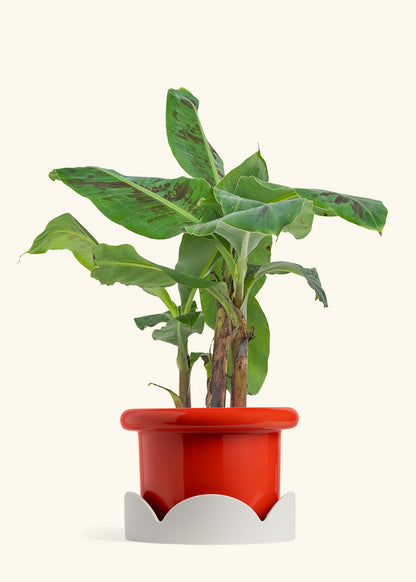 Banana Tree, Large