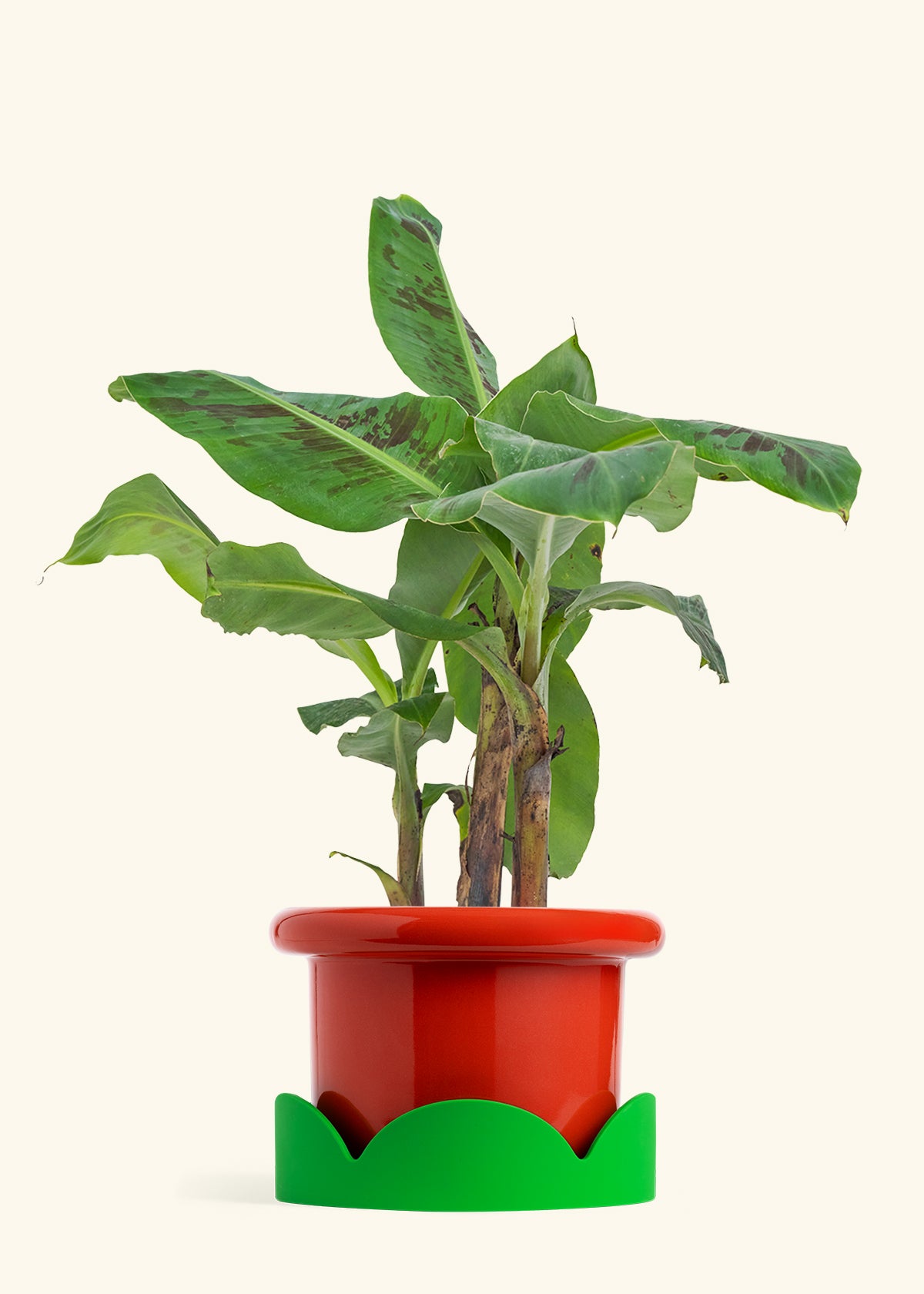 Banana Tree, Large