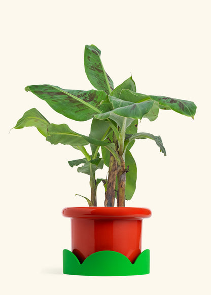 Banana Tree, Large