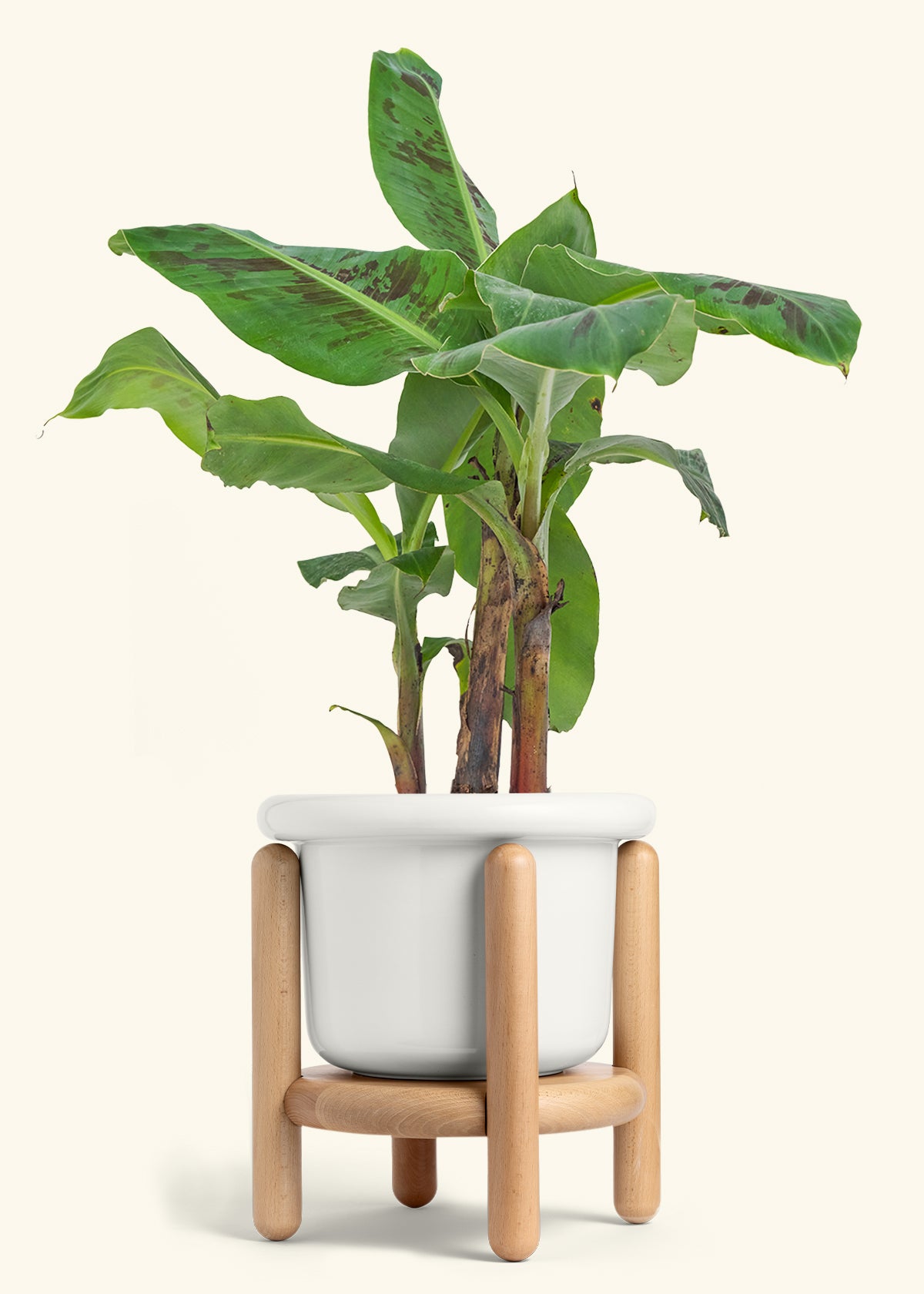 Banana Tree, Large