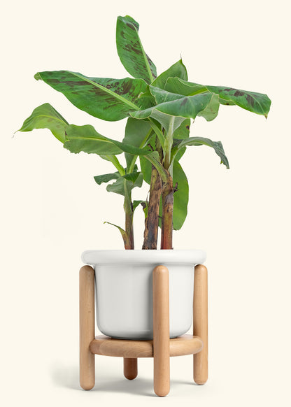 Banana Tree, Large