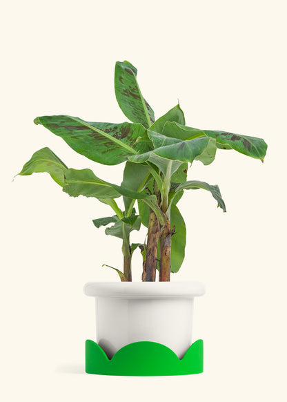 Banana Tree, Large