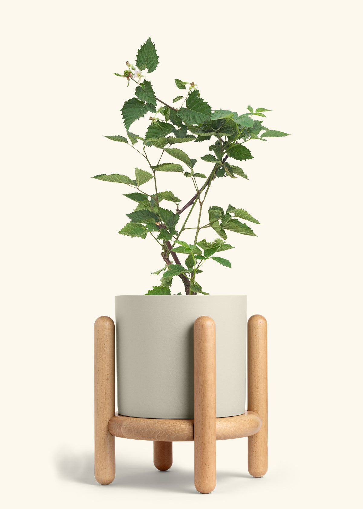 Classic Planter Stand Combo, Oat