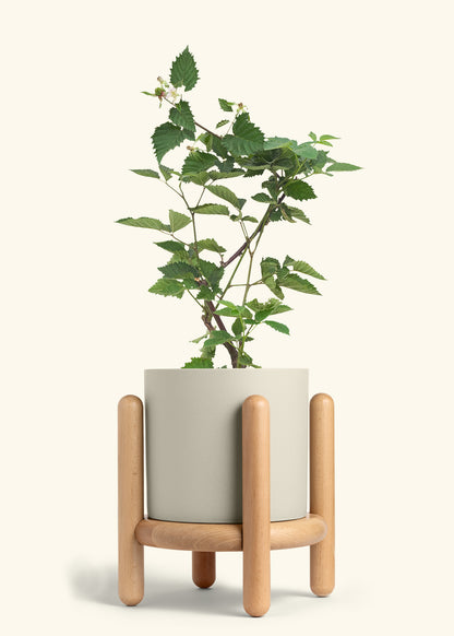 Classic Planter Stand Combo, Oat