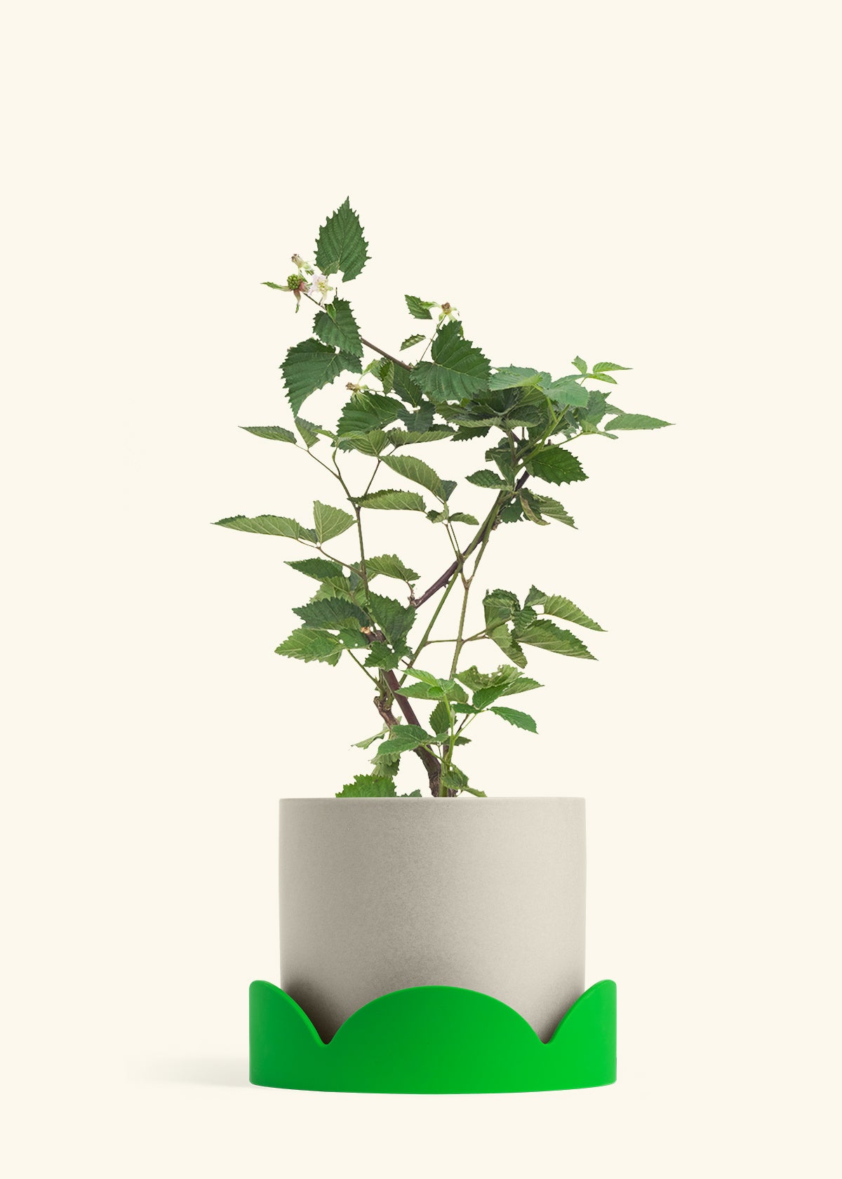 Classic Planter Tray Combo, Oat