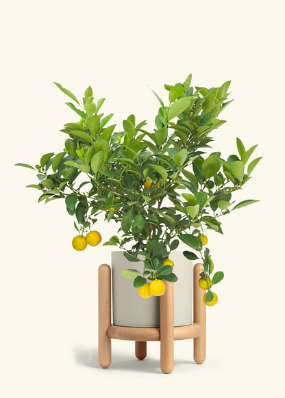 Calamansi Bush in a 7 inches Oat Classic Cylinder Planter in a Beech Wood Stand