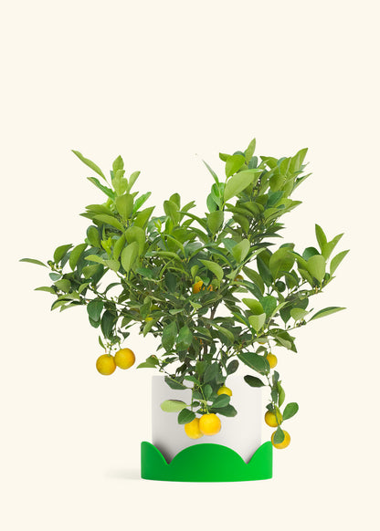 Calamansi Bush in a 7 inches White Classic Cylinder Planter in a Shamrock Petal Drip Tray