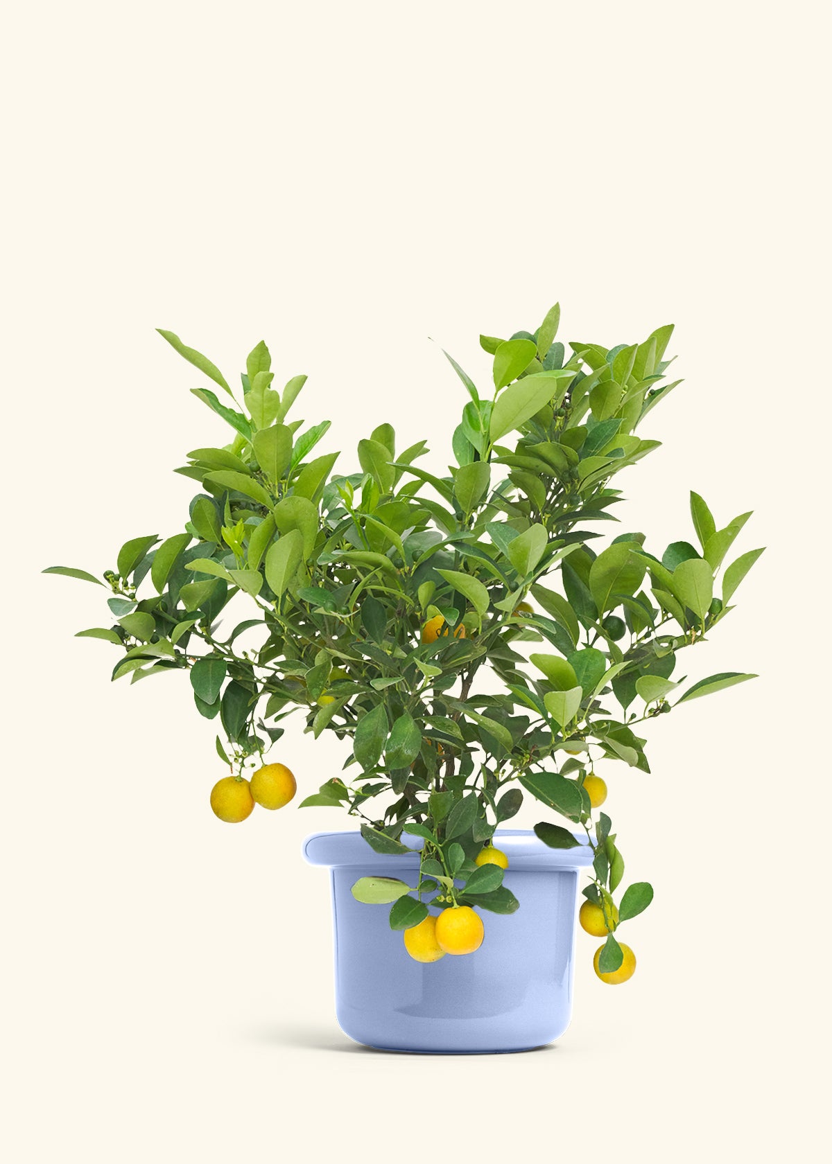 Calamansi Bush in a 7 inches Fat Lip Blue Planter 