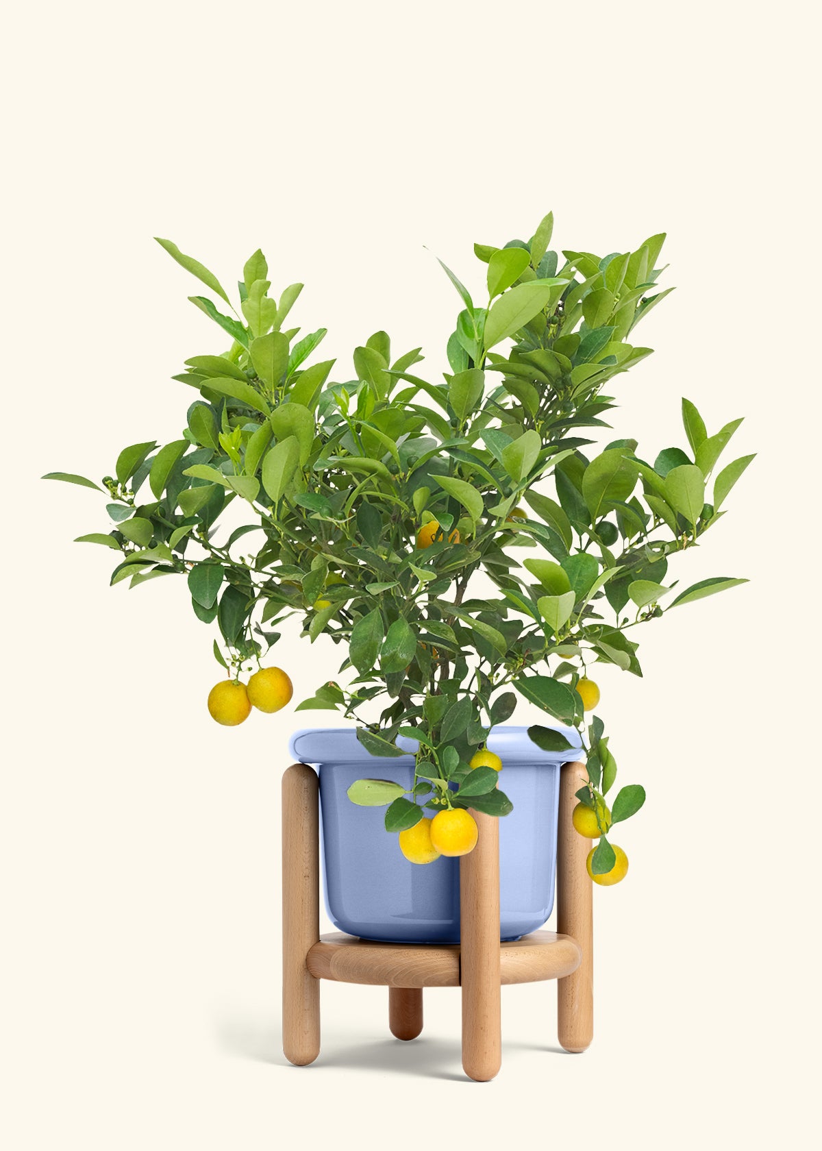 Calamansi Bush in a 7 inches Fat Lip Blue Planter in a Beech Wood Stand