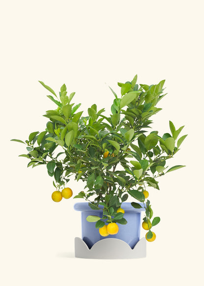 Calamansi Bush in a 7 inches Fat Lip Blue Planter in a Oat Petal Drip Tray