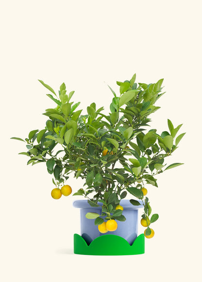 Calamansi Bush in a 7 inches Fat Lip Blue Planter in a Shamrock Petal Drip Tray