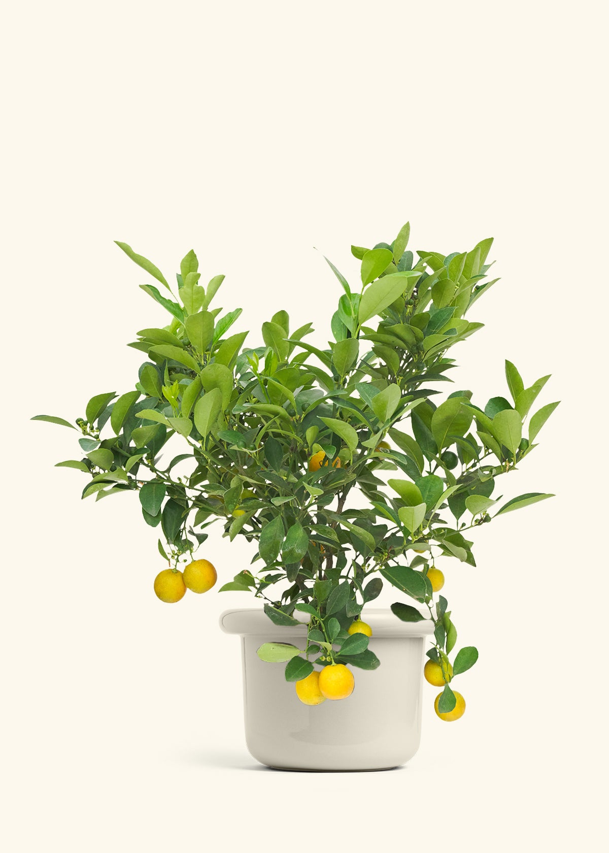 Calamansi Bush in a 7 inches Fat Lip Oat Planter 