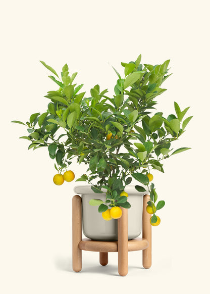 Calamansi Bush in a 7 inches Fat Lip Oat Planter in a Beech Wood Stand