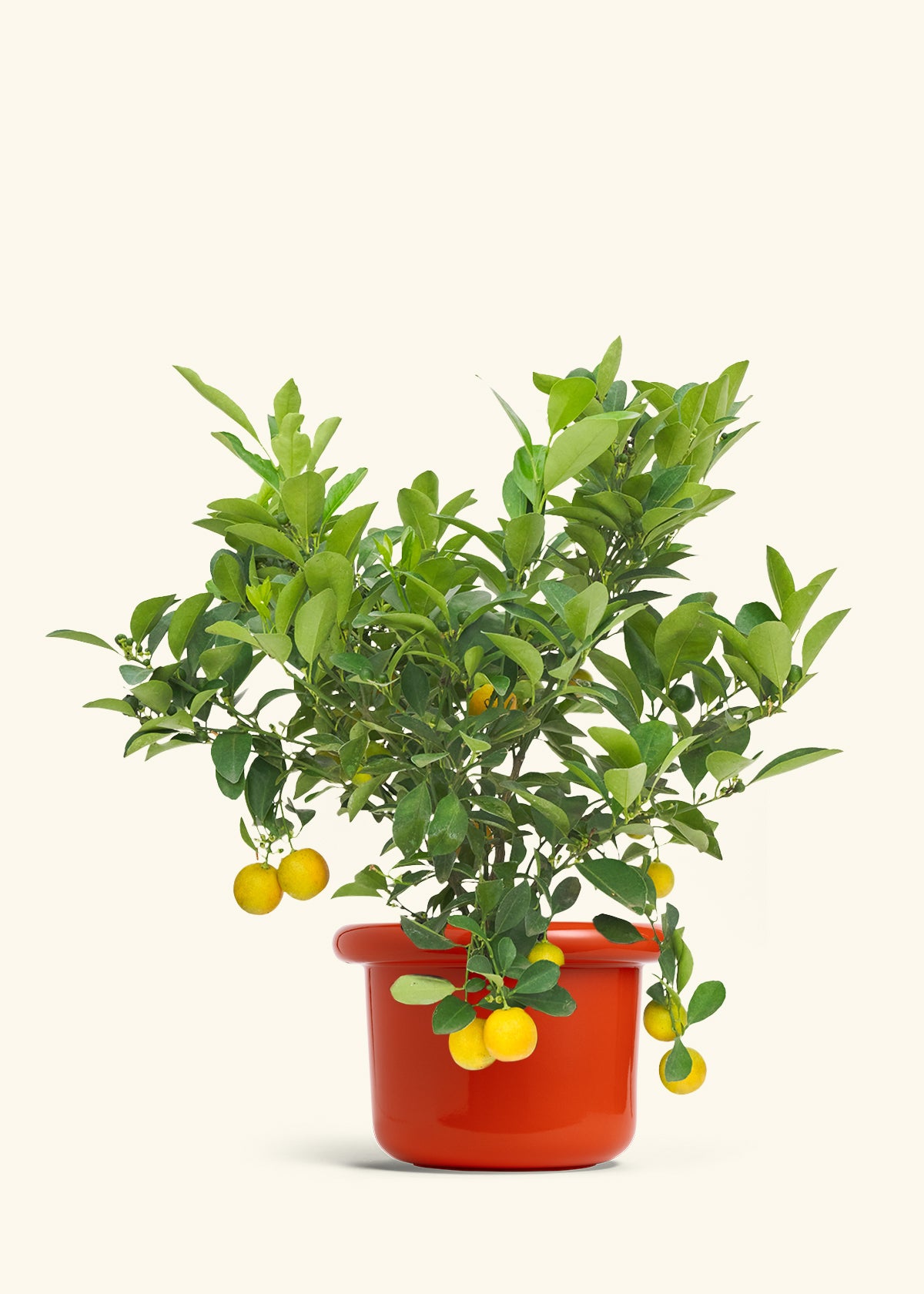 Calamansi Bush in a 7 inches Fat Lip Red Planter 