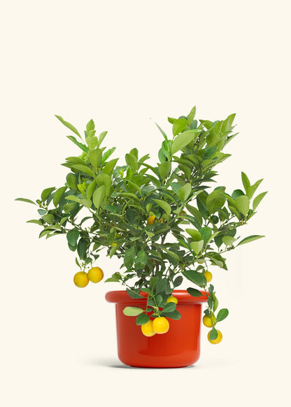 Calamansi Bush in a 7 inches Fat Lip Red Planter 