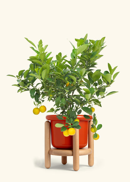 Calamansi Bush in a 7 inches Fat Lip Red Planter in a Beech Wood Stand