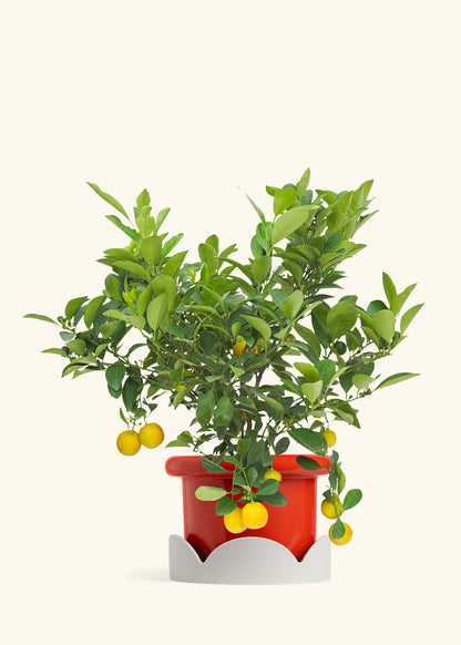 Calamansi Bush in a 7 inches Fat Lip Red Planter in a Oat Petal Drip Tray