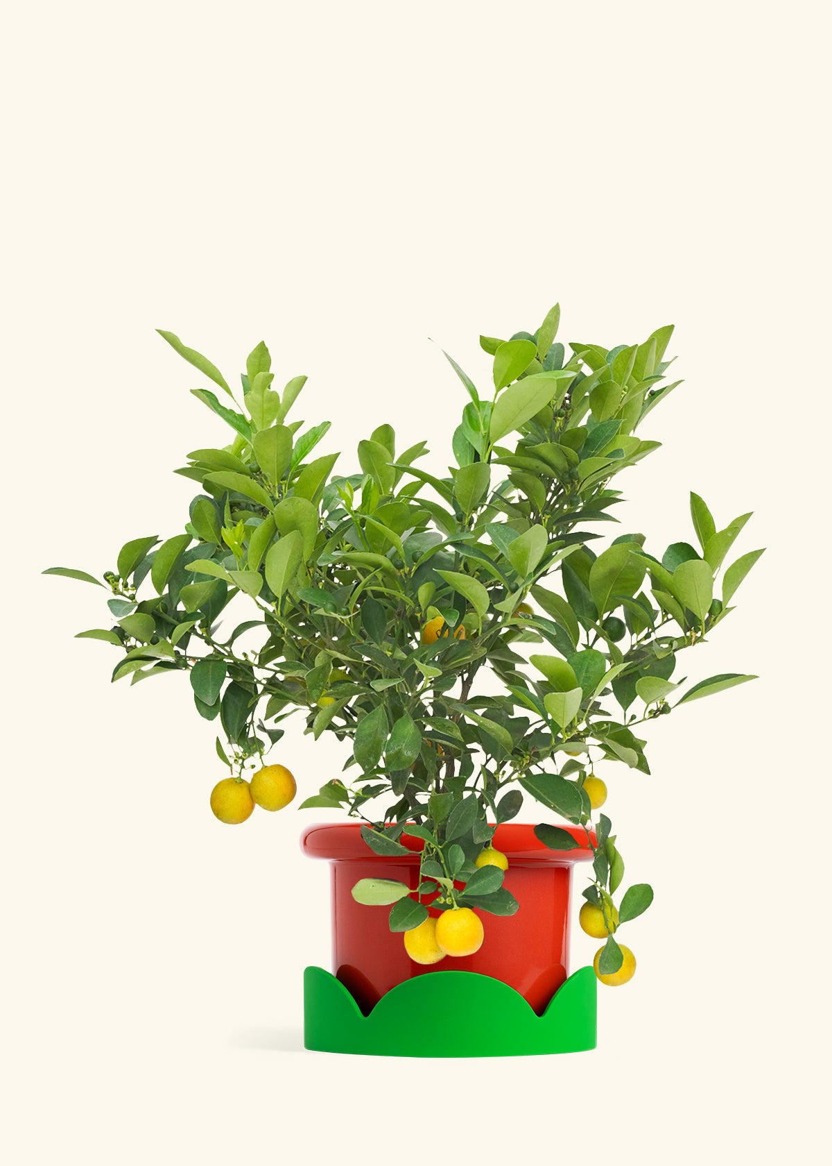 Calamansi Bush in a 7 inches Fat Lip Red Planter in a Shamrock Petal Drip Tray