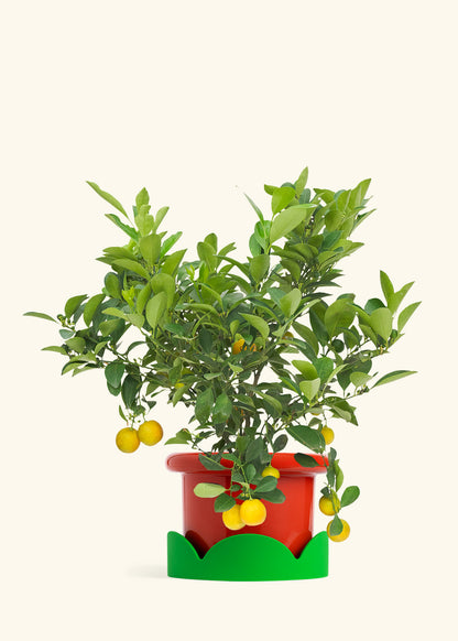 Calamansi Bush in a 7 inches Fat Lip Red Planter in a Shamrock Petal Drip Tray