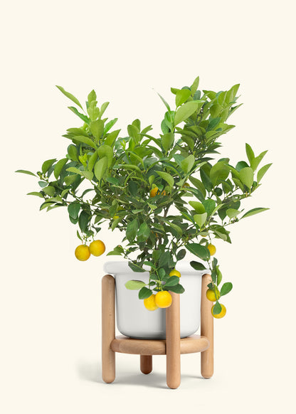 Calamansi Bush in a 7 inches Fat Lip White Planter in a Beech Wood Stand