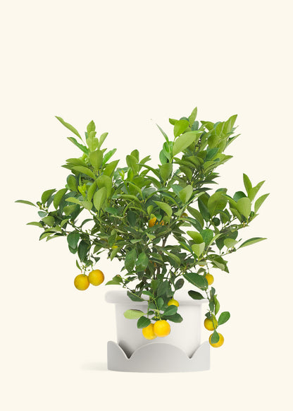 Calamansi Bush in a 7 inches Fat Lip White Planter in a Oat Petal Drip Tray