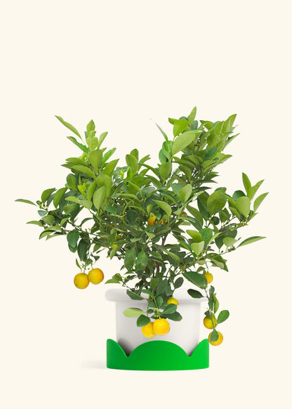 Calamansi Bush in a 7 inches Fat Lip White Planter in a Shamrock Petal Drip Tray