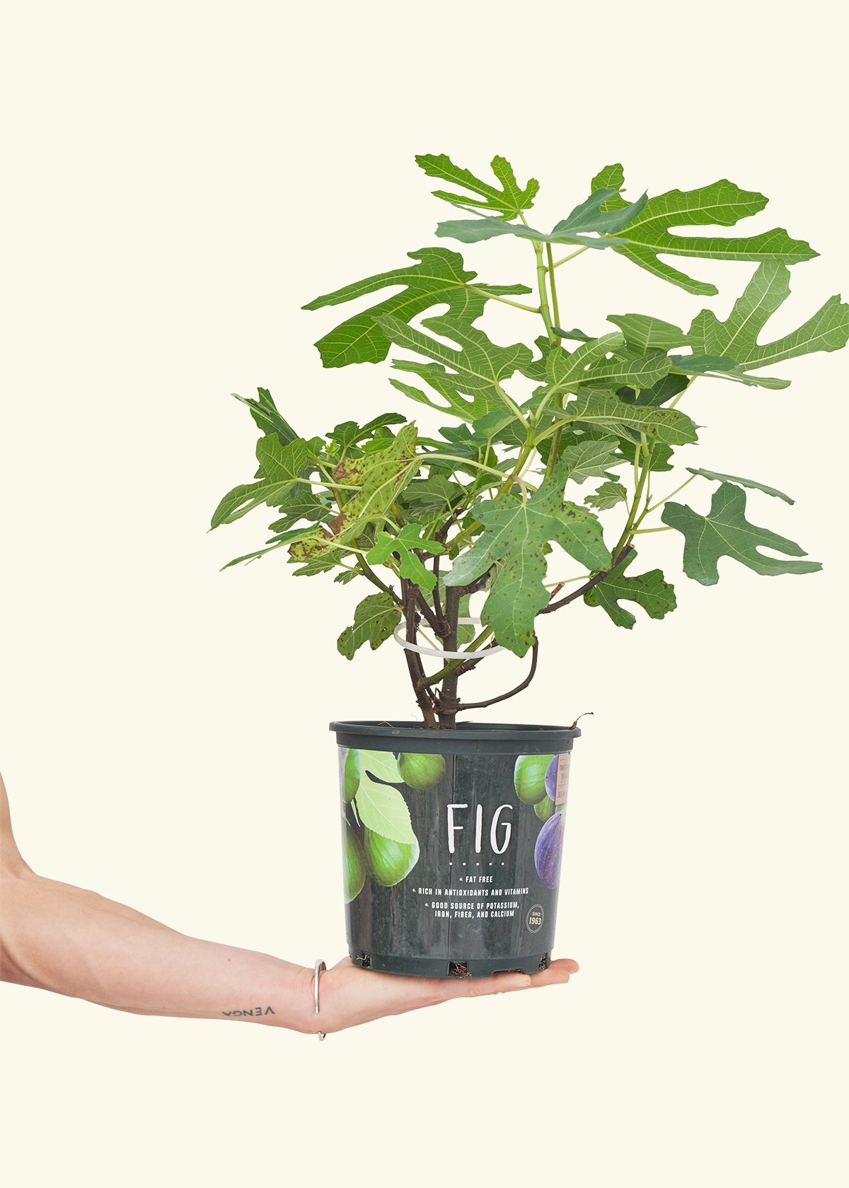 Fig Tree