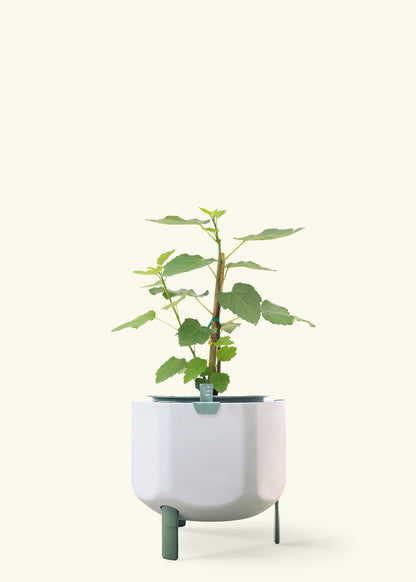 Fig Tree in a 7 inches sage self watering pot