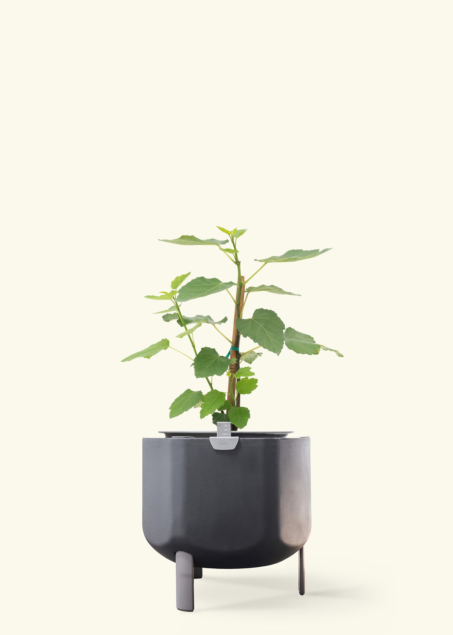 Fig Tree in a 7 inches charcoal self watering pot