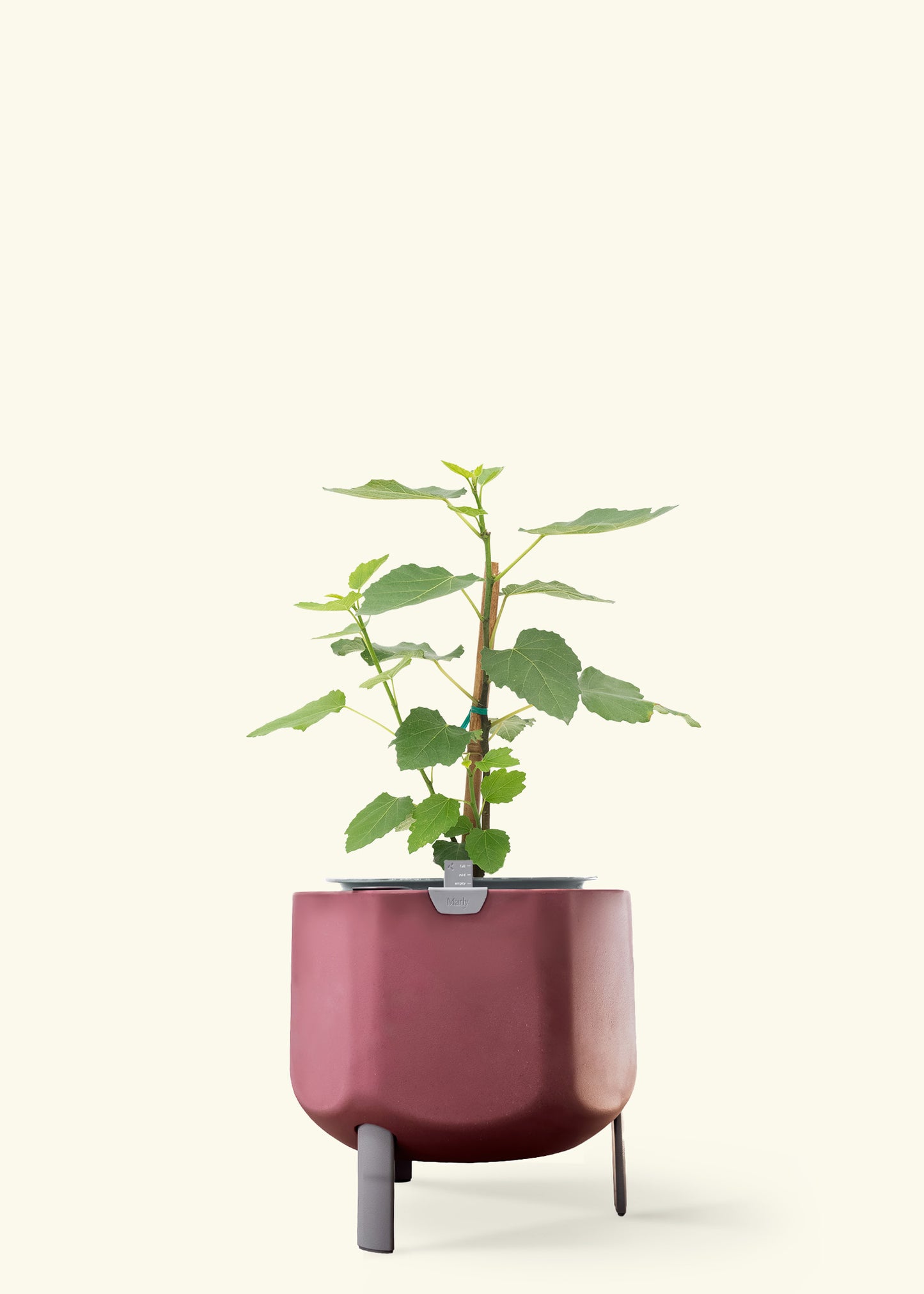 Fig Tree in a 7 inches terracotta self watering pot