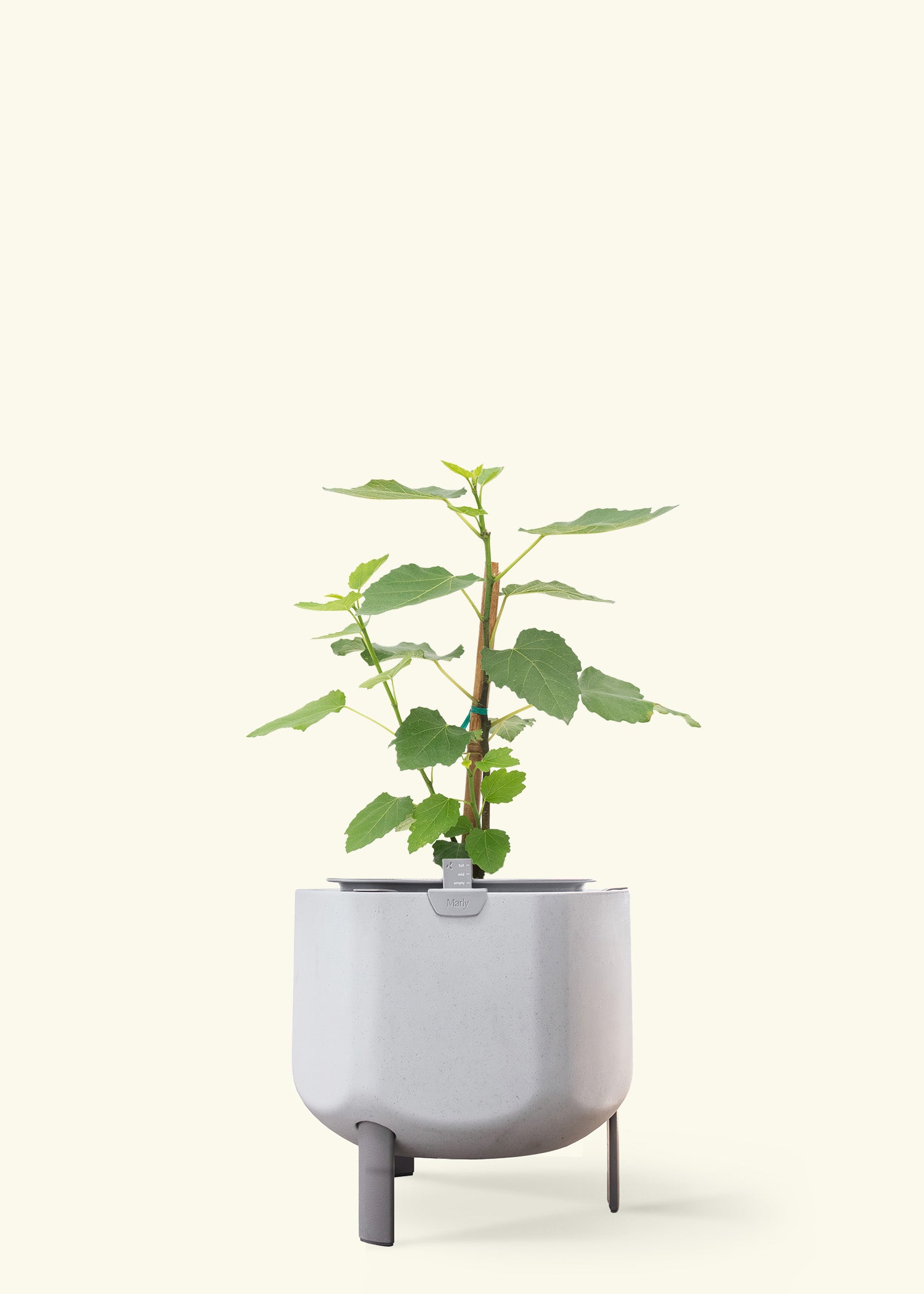 Fig Tree in a 7 inches stone self watering pot