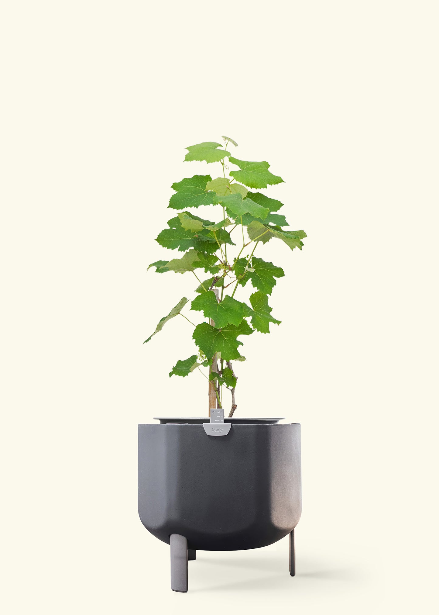 Grape Vine in a 7 inches charcoal self watering pot