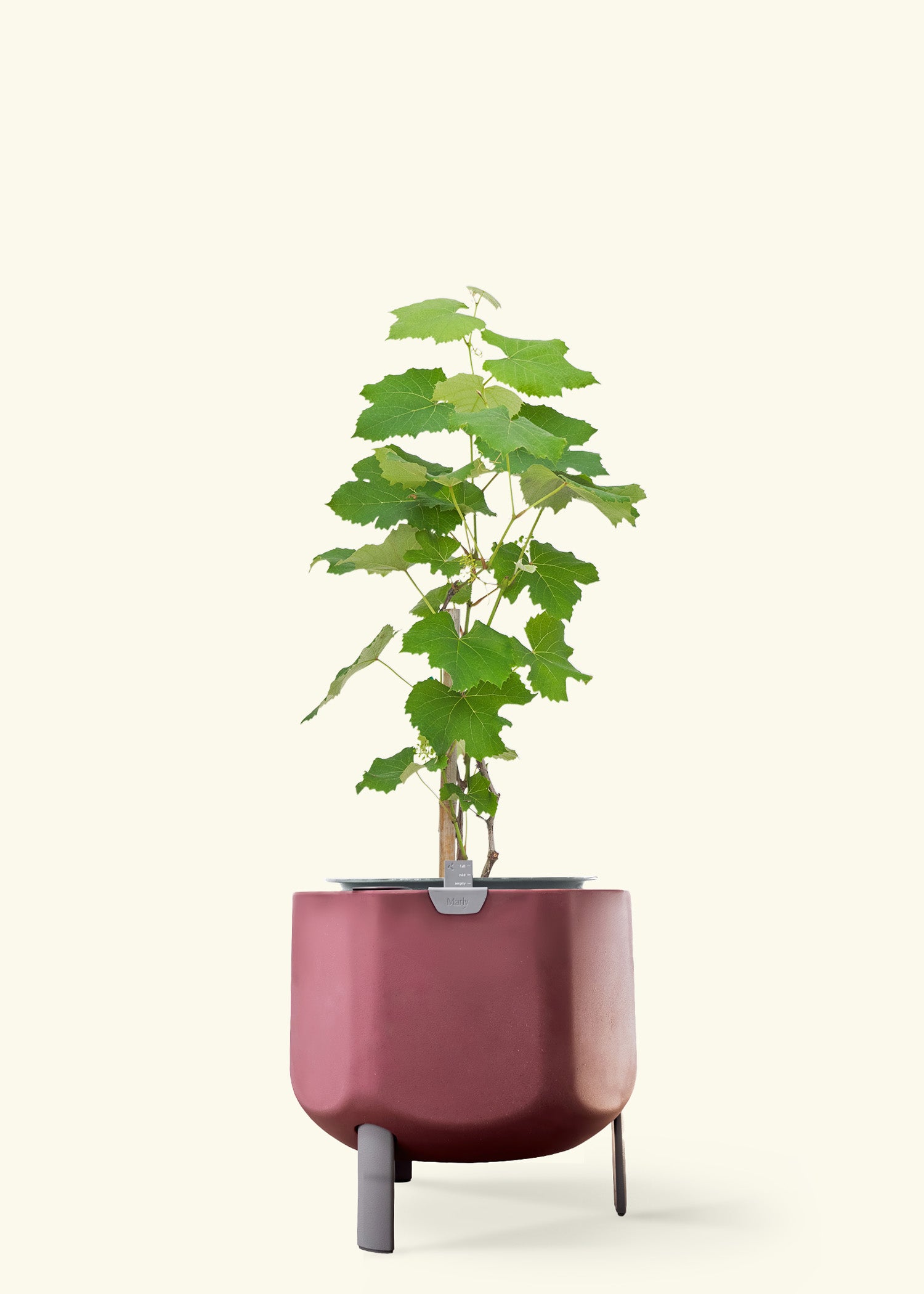 Grape Vine in a 7 inches terracotta self watering pot