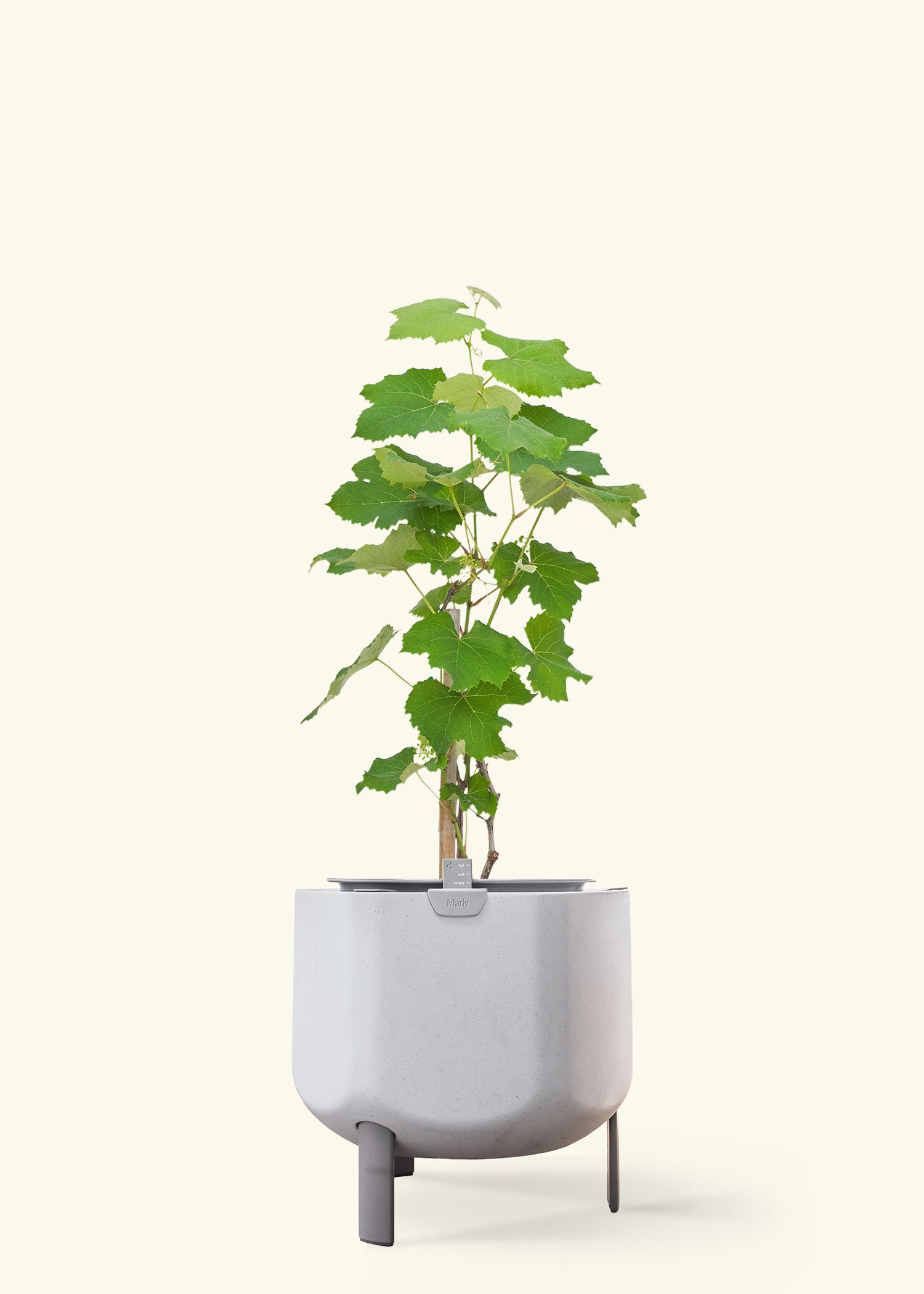 Grape Vine in a 7 inches stone self watering pot