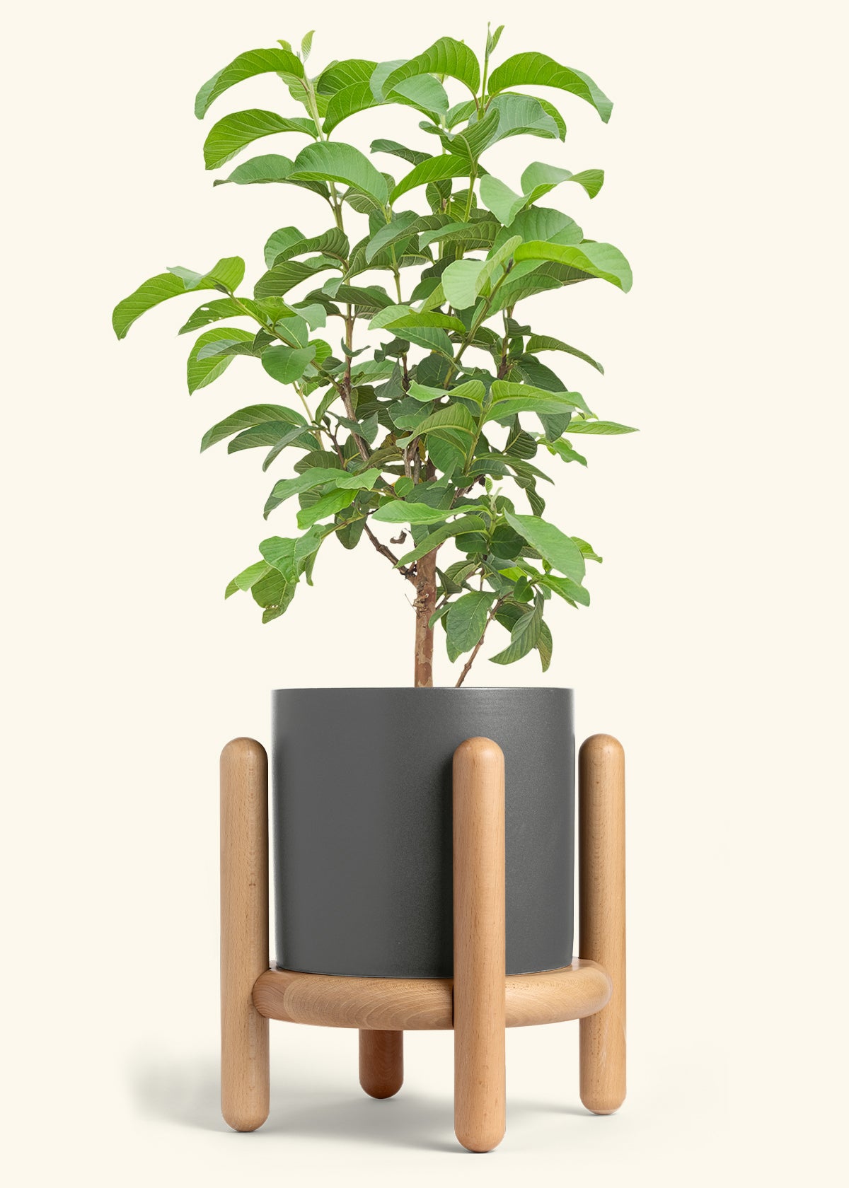 Guava Tree in a 10 inches Charcoal Classic Cylinder Planter in a Beech Wood Stand
