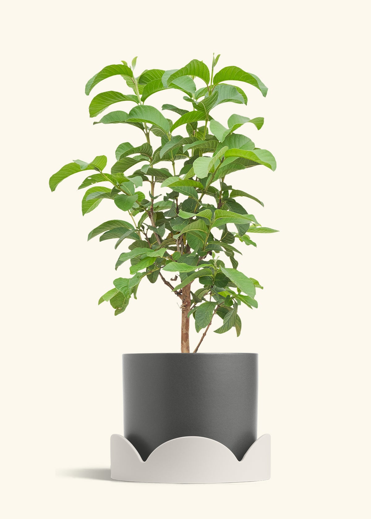 Guava Tree in a 10 inches Charcoal Classic Cylinder Planter in a Oat Petal Drip Tray