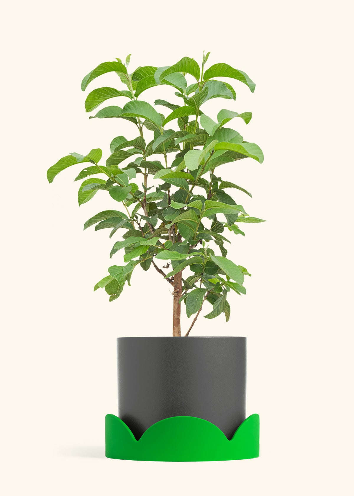 Guava Tree in a 10 inches Charcoal Classic Cylinder Planter in a Shamrock Petal Drip Tray