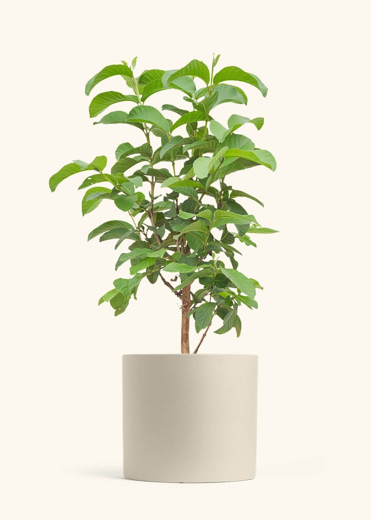 Guava Tree in a 10 inches Oat Classic Cylinder Planter 