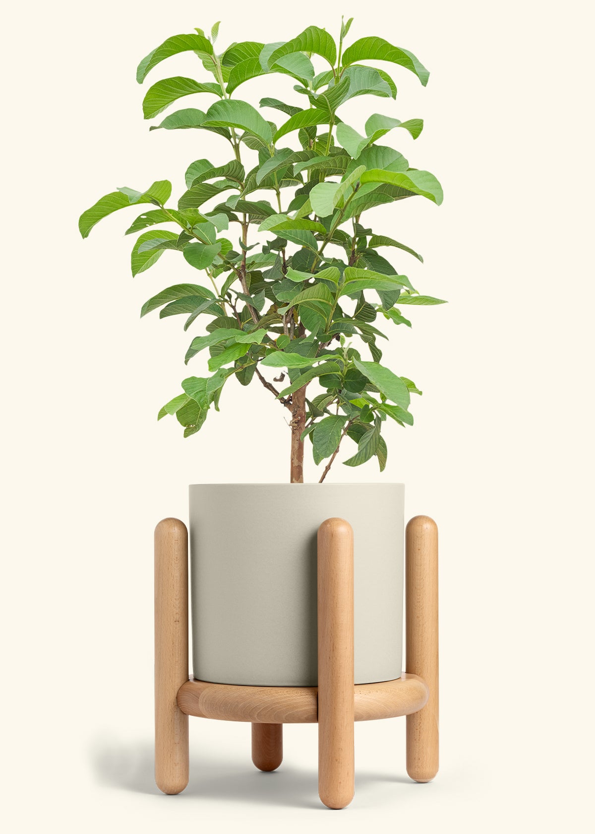 Guava Tree in a 10 inches Oat Classic Cylinder Planter in a Beech Wood Stand