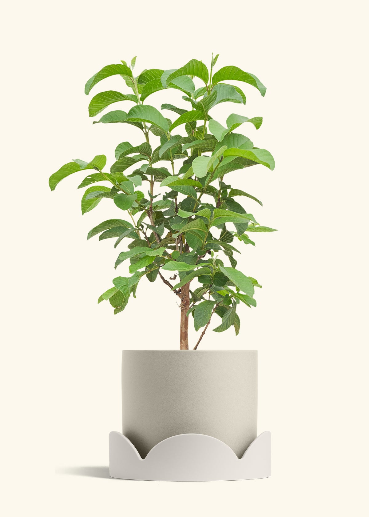 Guava Tree in a 10 inches Oat Classic Cylinder Planter in a Oat Petal Drip Tray